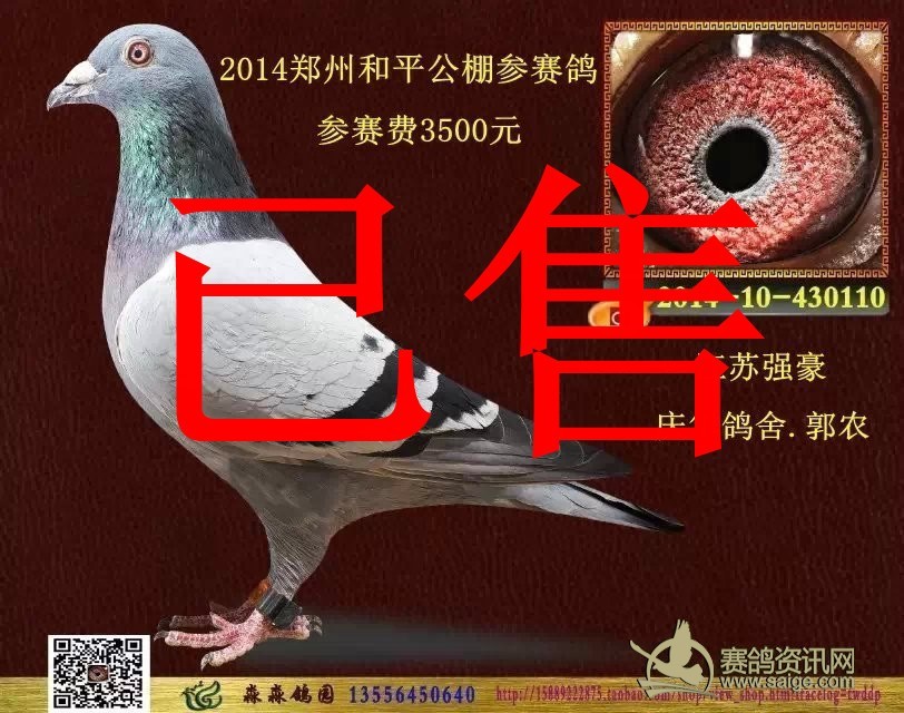 2014郑州和平公棚参赛鸽参赛费3500元江苏强豪庆华鸽舍郭农已售潮南