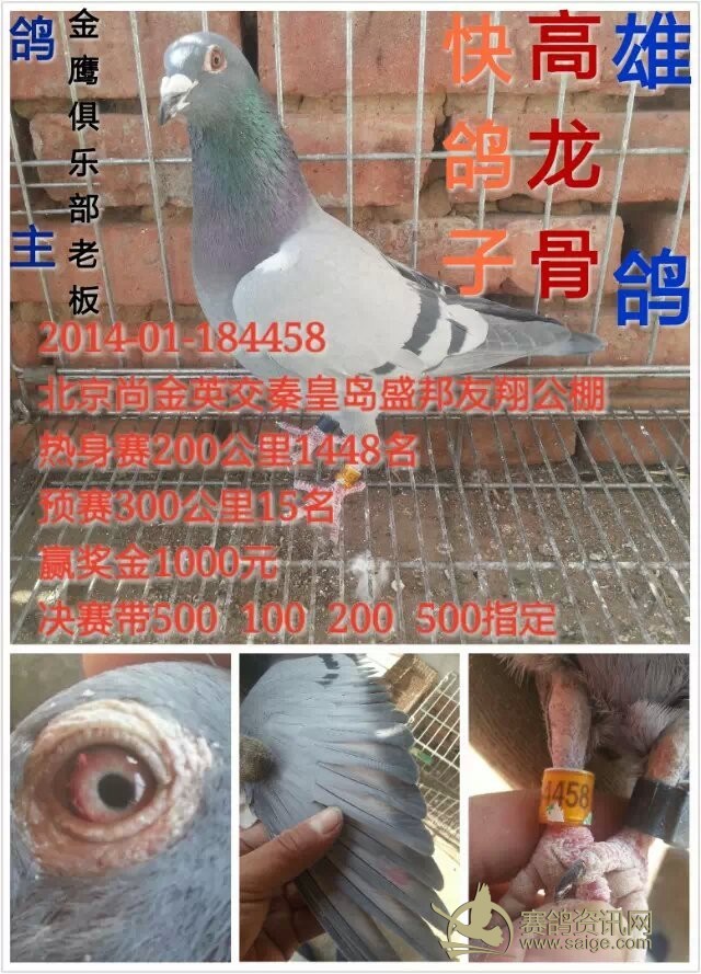 典型的快速鸽子,高龙骨. 已售_赛鸽资讯网商城