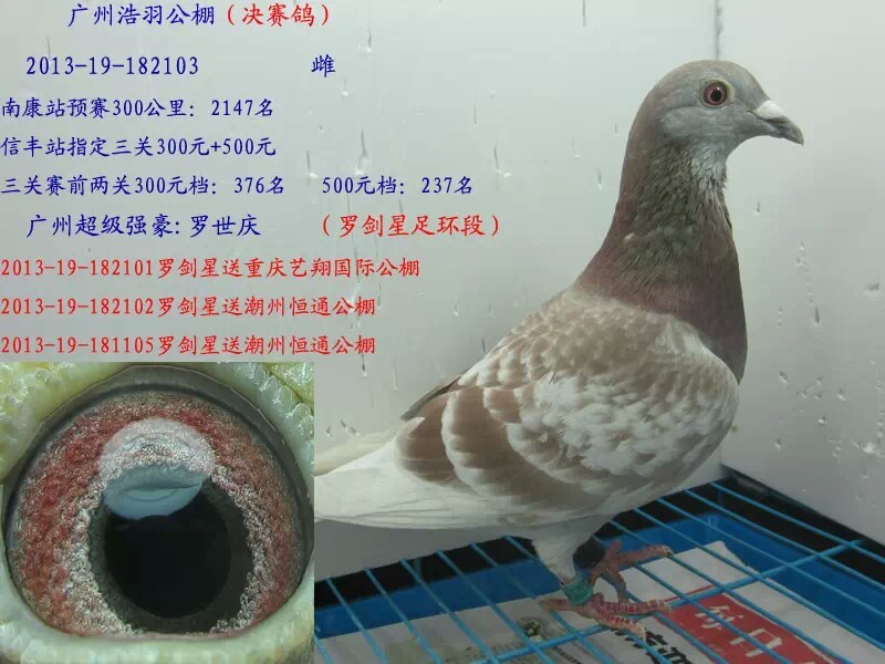 广州赛鸽名家:罗世庆 罗剑星(已售)