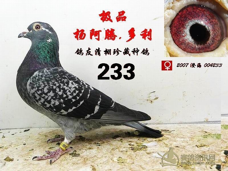 极品杨阿腾多利233己售东莞