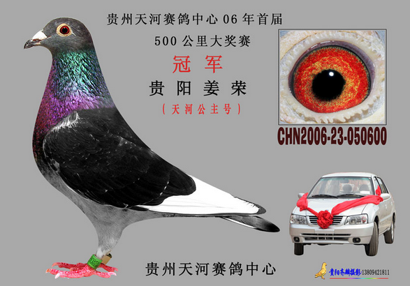 贵州超级名家姜荣湛江公棚决赛280名非天落鸟鸽主每年都在大公棚高位