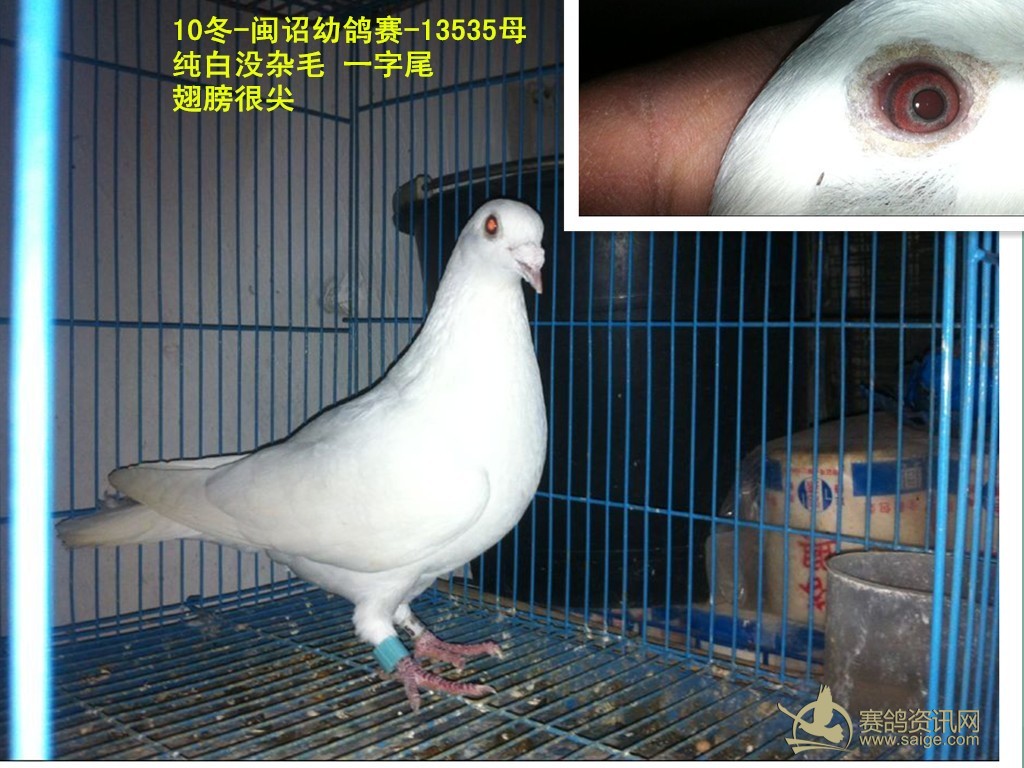 纯白信鸽一个已售