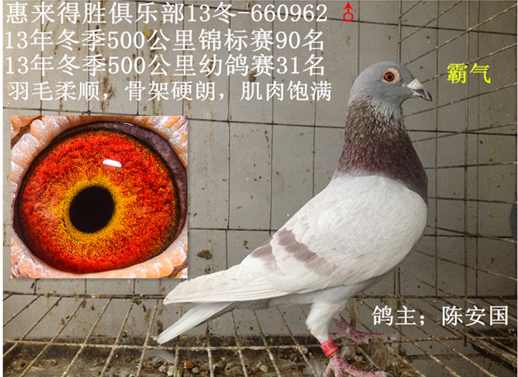 刚到惠来得胜鸽主陈安国复放成绩鸽一羽红轮雄黄金眼各方面一流彬弟鸽