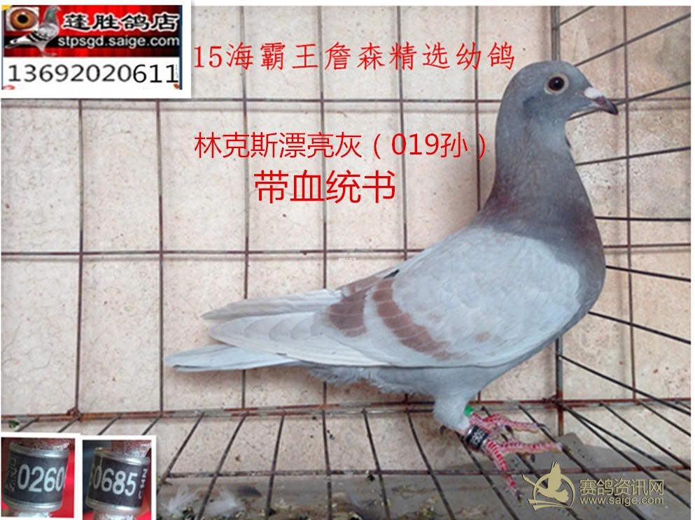 海霸王赛鸽资讯网com,中国信鸽网,全球赛鸽资