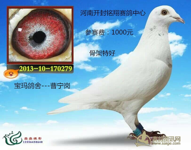 宝玛鸽舍参河南开封铭翔赛鸽中心!沙眼!苍白!雌