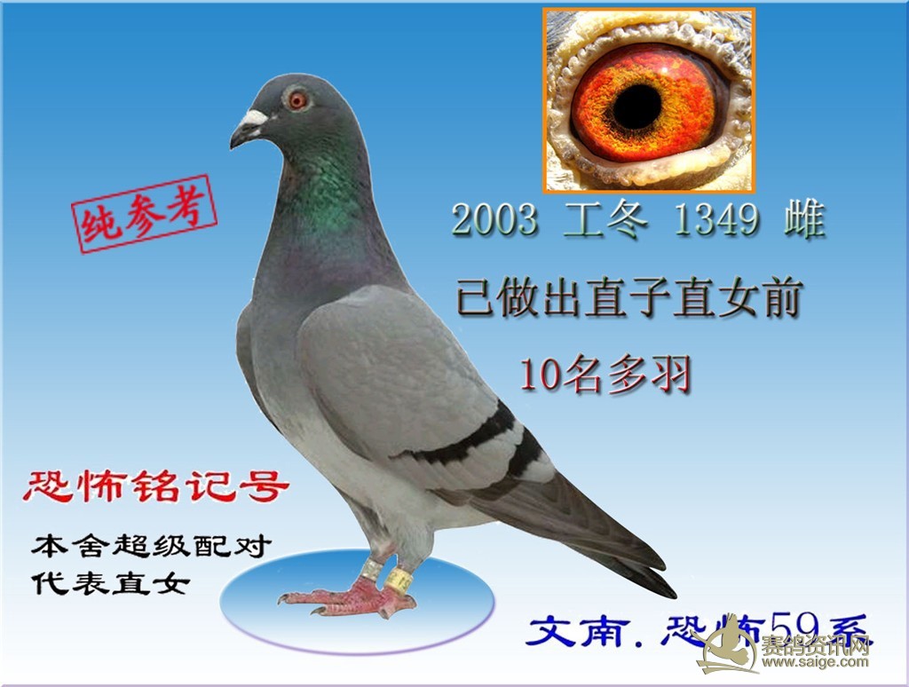 14年精品台鸽抗天候恐怖59系klpr2014621504雌黄瓦灰头型品相特雅性情
