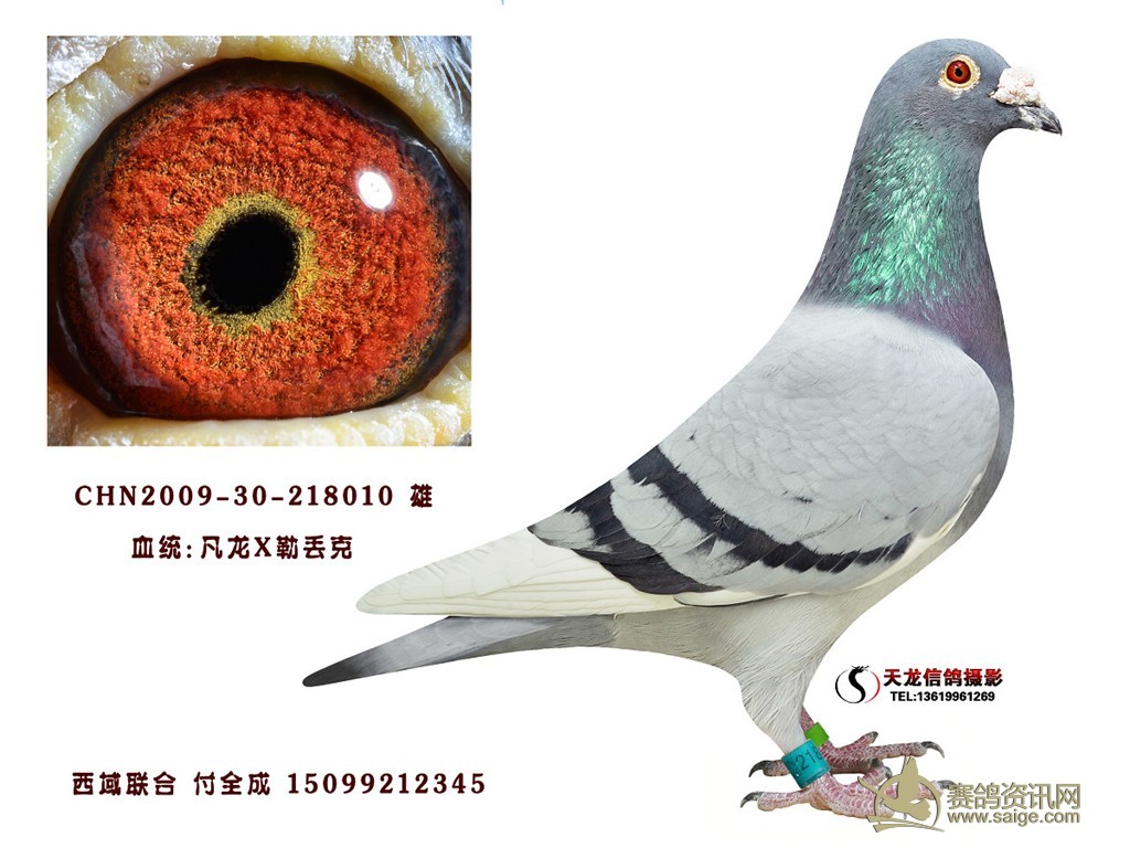 詹森麦克斯,红日本 凡龙 新疆西域联合种鸽展卖