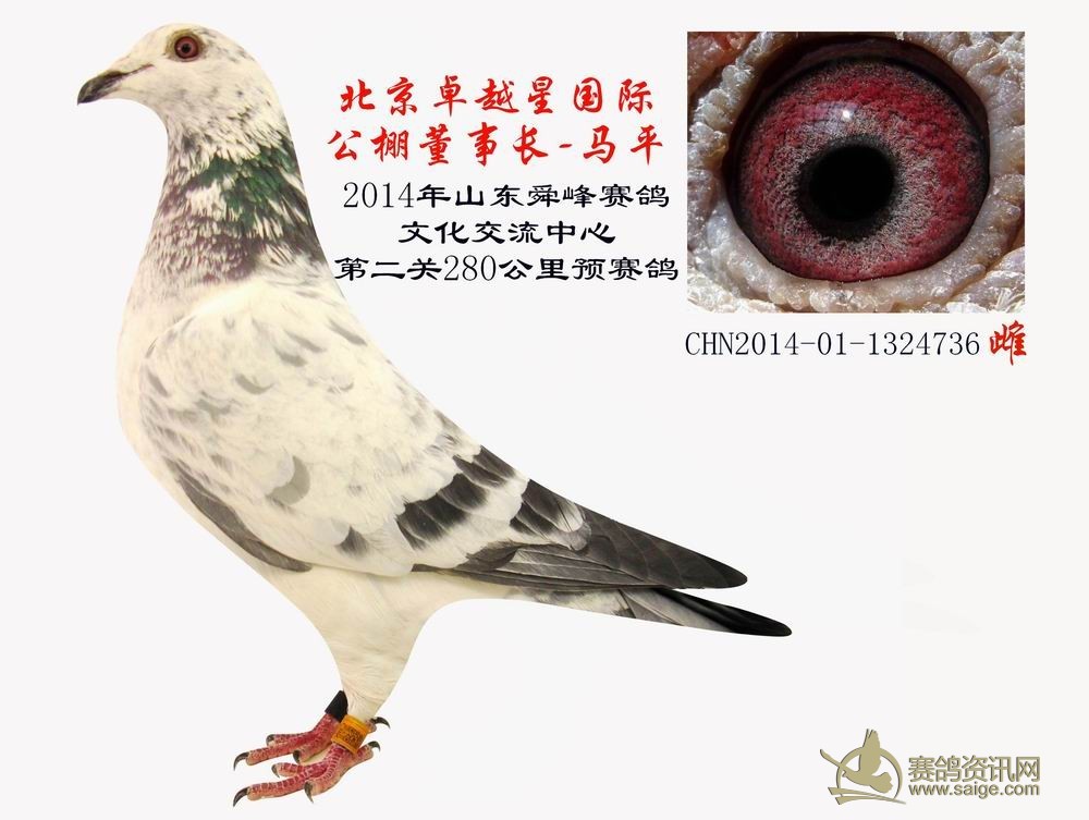 麒麟花系列北京卓越星国际公棚董事长马平