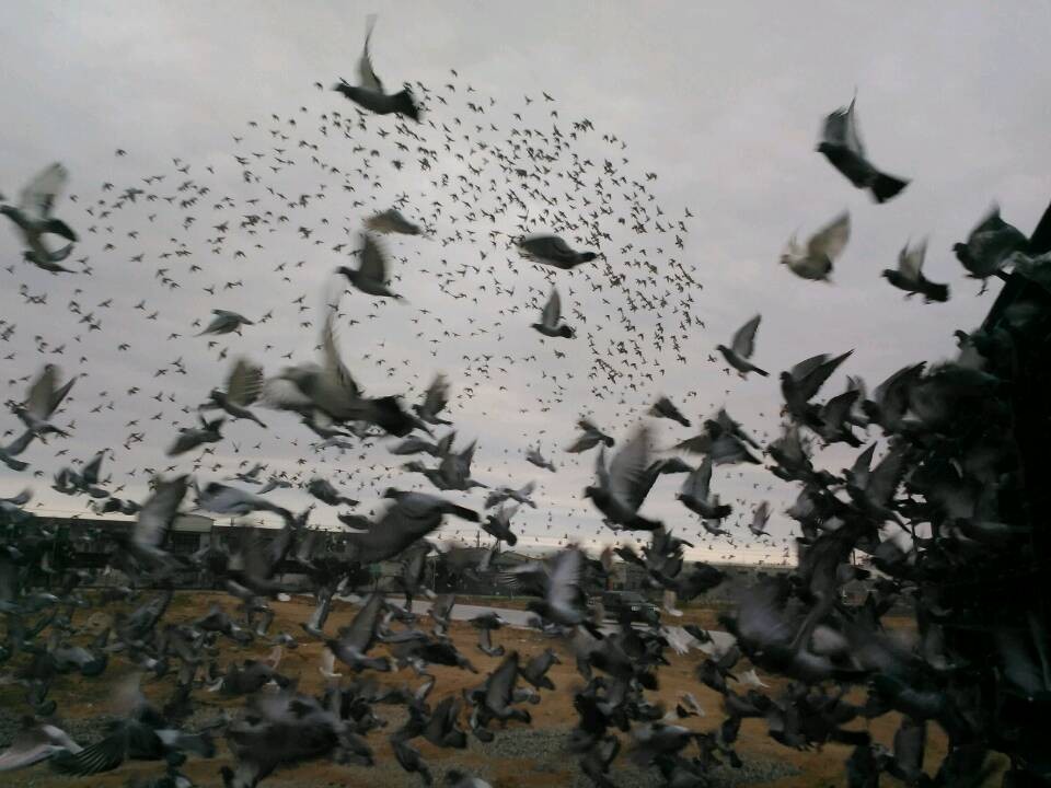 广东汕头石鼓山赛鸽公棚5公里讯飞实况照片_