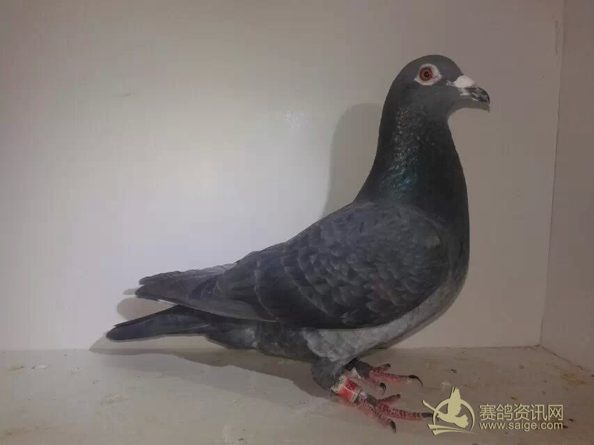 劲货2014冬季北海多关黑金刚台鸽双边翅膀有滚印羽色原因拍照看不清楚