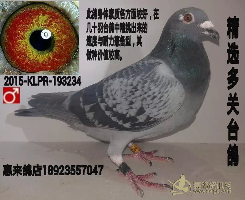 精选靓眼台鸽2015klpr193234雨点雄黄眼超级拉丝种鸽眼已售汕头龙湖区