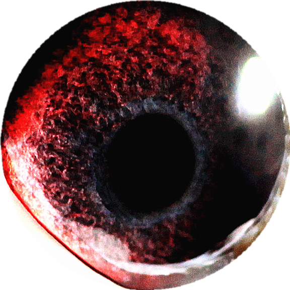 (荷兰原环)吐尼尔公主_赛鸽资讯网商城