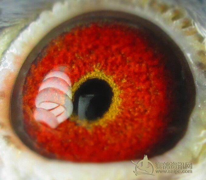 杨阿腾多利 老种鸽 不漂亮也不会留种至今_赛