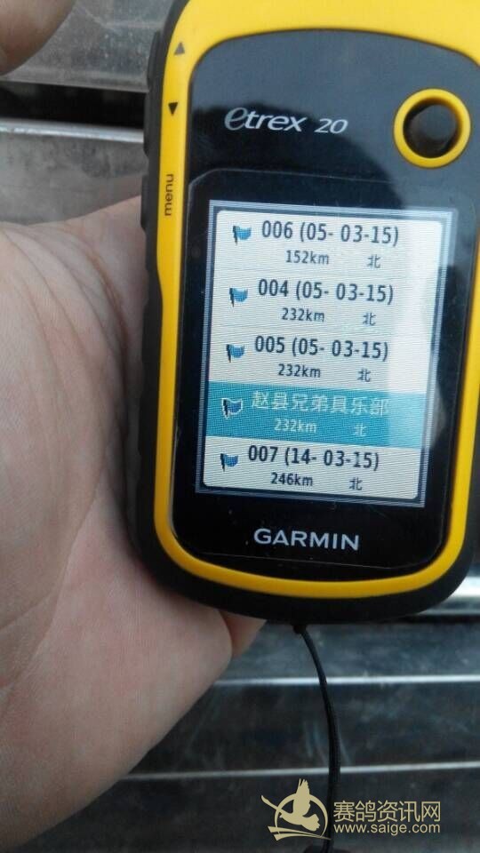 百杯赛开笼图片_俱乐部动态_赵县兄弟赛鸽俱乐部