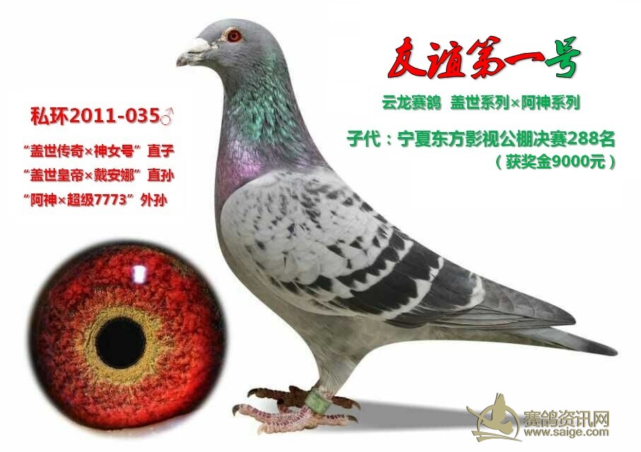 宁夏回族自治区灵武市安先生自本舍先后引进种鸽70多羽,此鸽特赠安