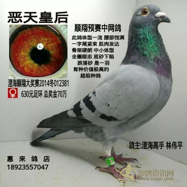 刚到 澄海顺翔大奖赛2014冬012381 预赛中网鸽 全圈眼志 底砂下陷