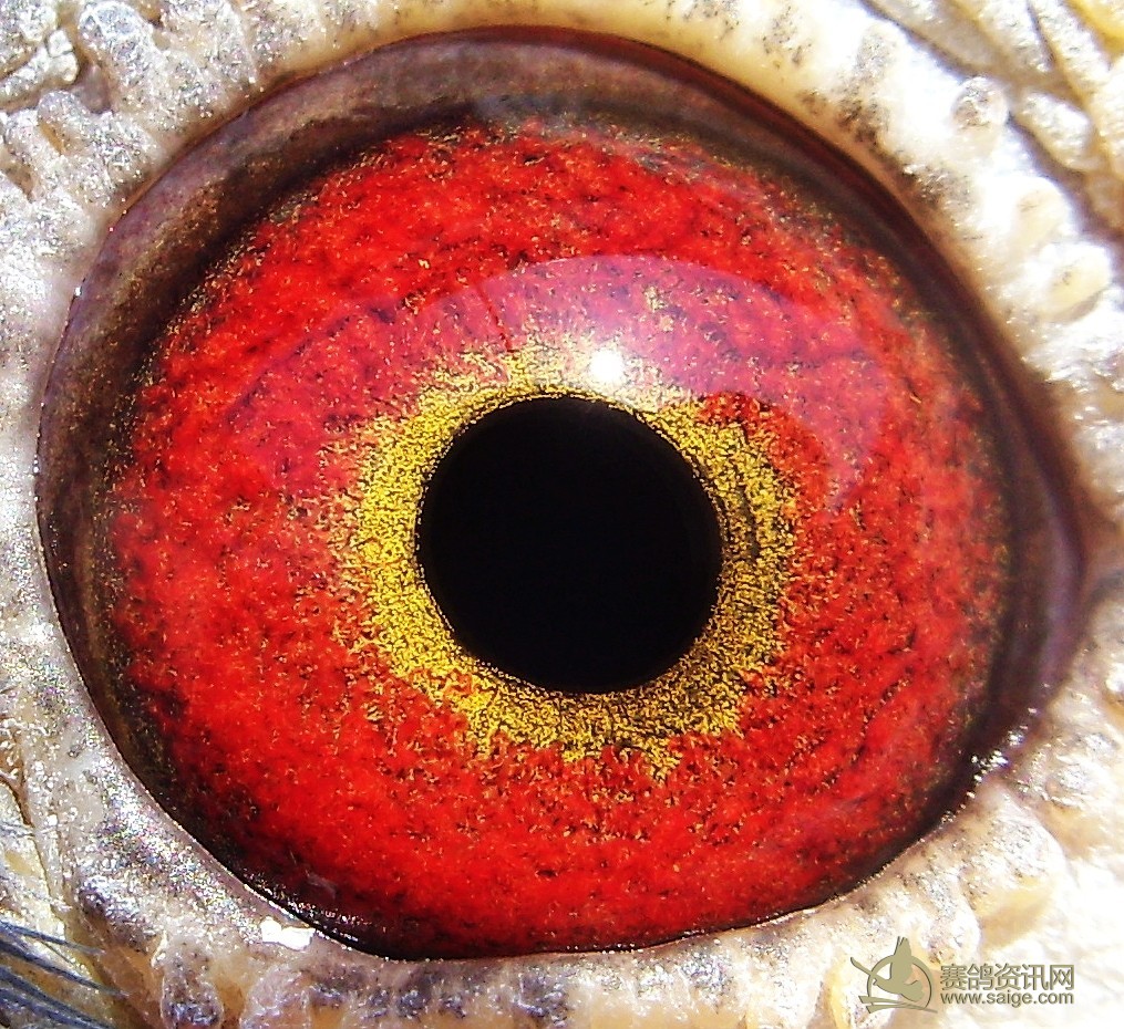 精选;黄金眼台鸽_赛鸽资讯网商城