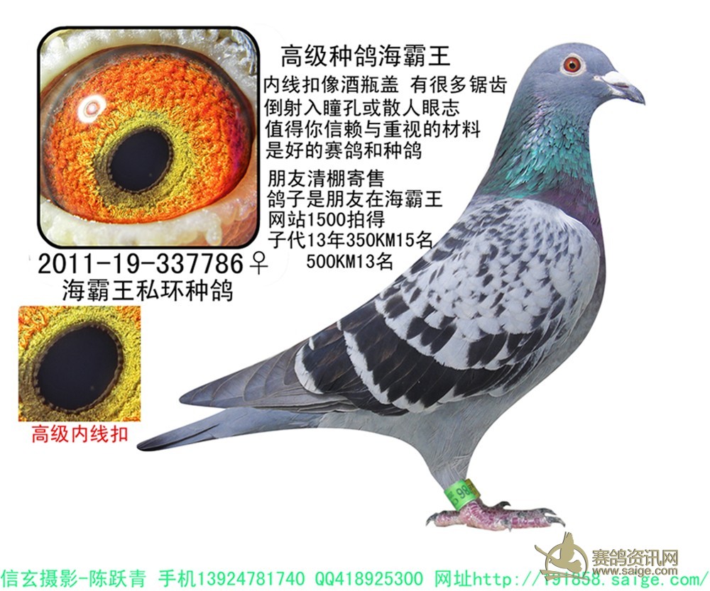 高级种鸽超级漂亮已售佛山
