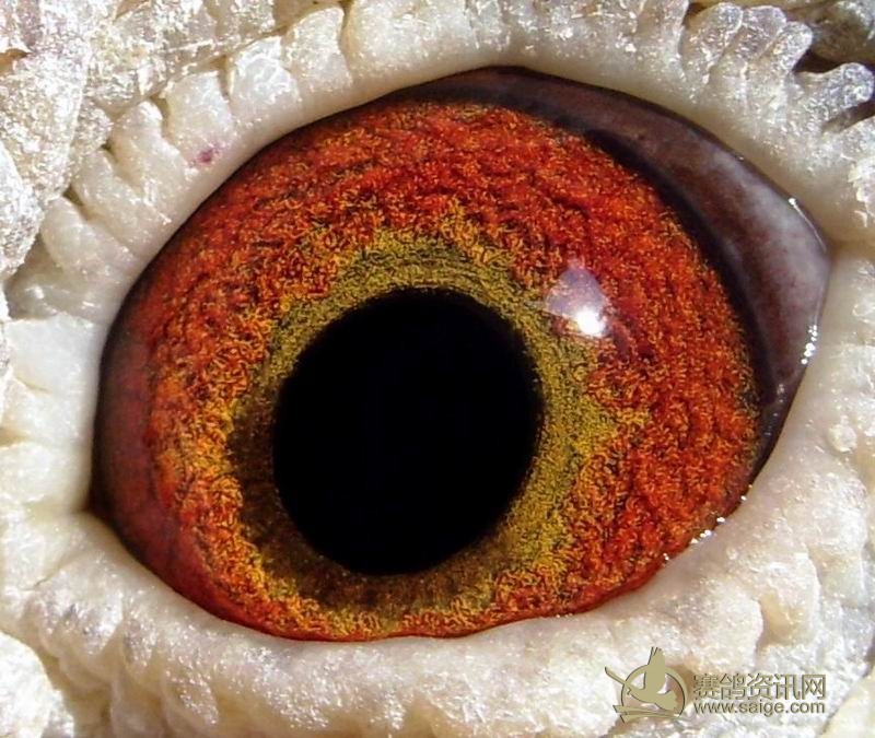 香港名家刘二章 汕头市龙湖赛鸽公棚决赛222名