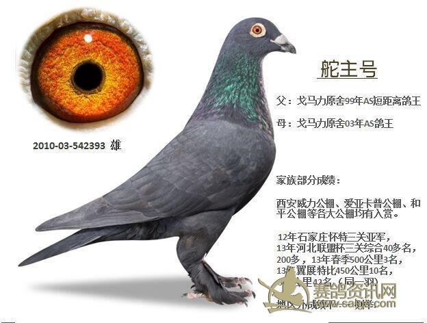 戈马力纯黑毛脚雄鸽,此血系公棚入赏多羽.朋友缺钱托卖