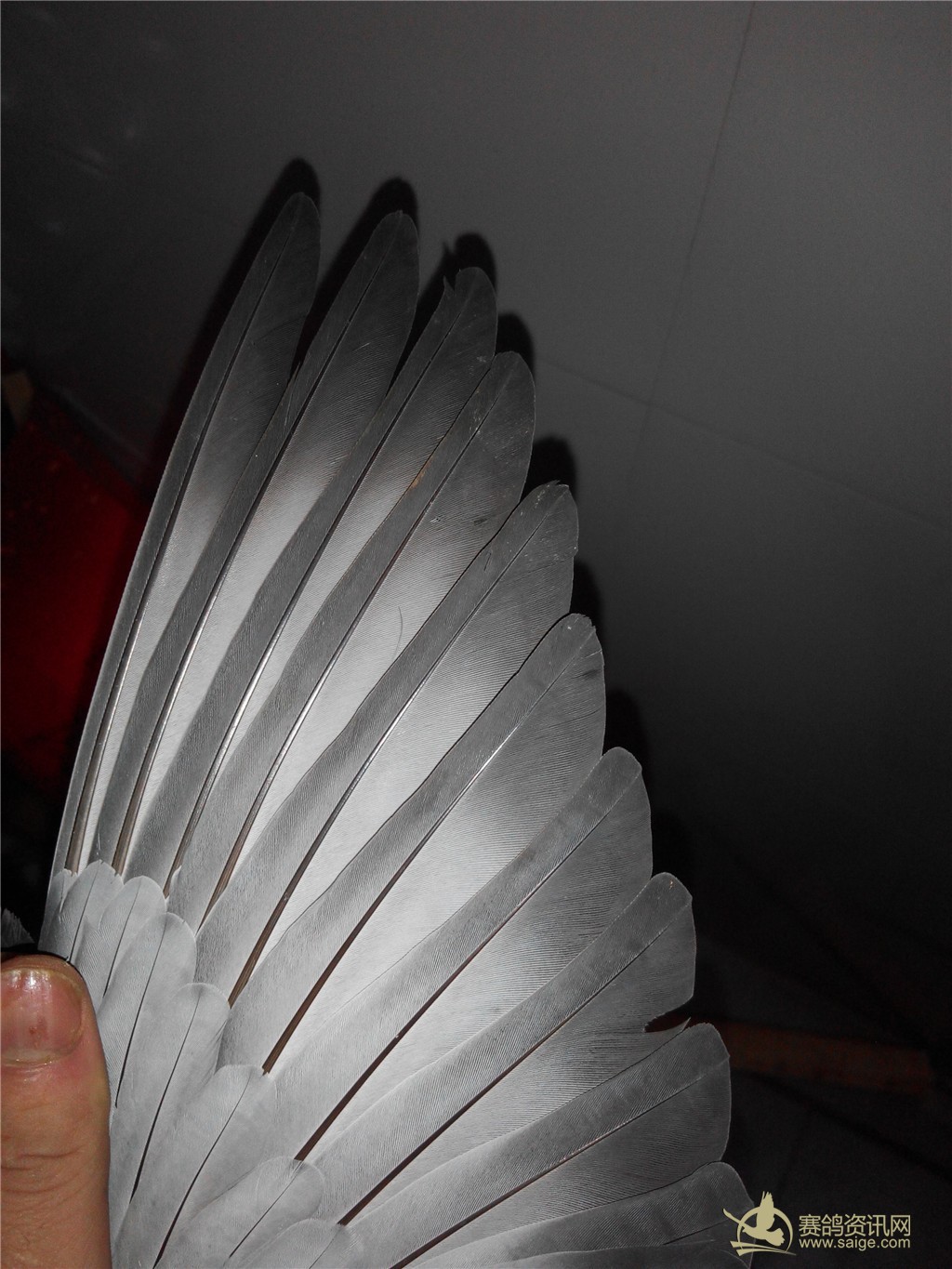 参考血统胡本鸽主凯旋门2013龙湖大奖赛冬季