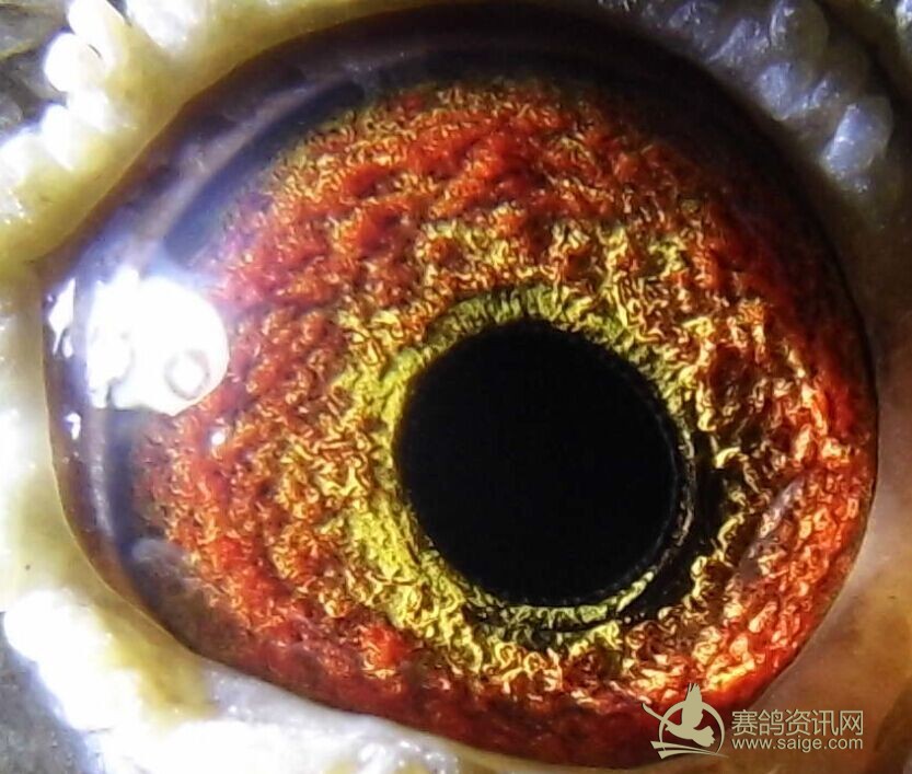 欣赏 上海永胜鸽舍 杨林彪_赛鸽资讯网商城