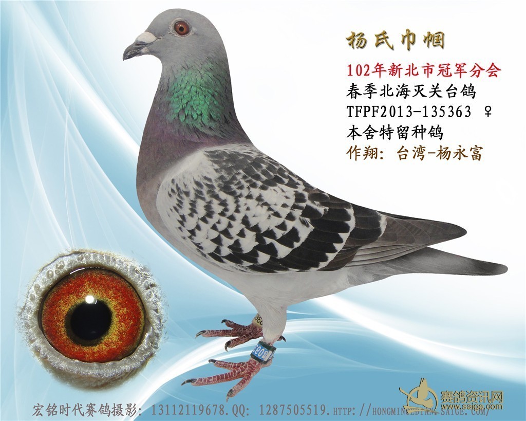 杨氏巾帼