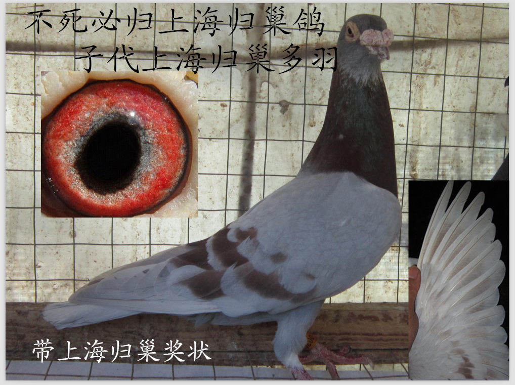 不死必归1000公里归巢鸽(子代1000公里入赏多