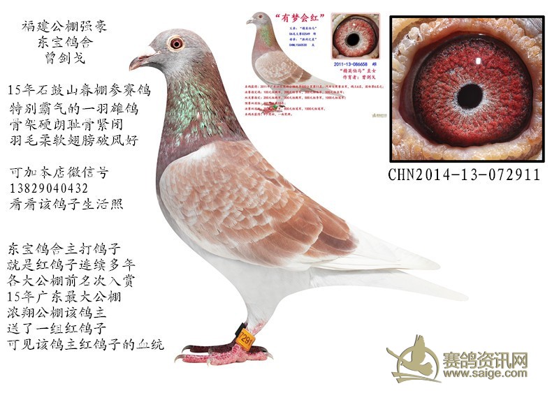 为什么有人喜欢养鸽子 49d77e5e-0f34-459a-90ce-54987abd7b7e.jpg