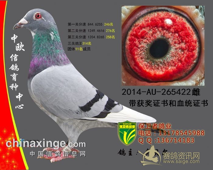 {世界信鸽名家排名}.