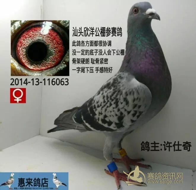 欣洋公棚参赛鸽 很漂亮的一羽雌鸽 眼睛超级漂亮 全圈眼志种鸽眼 手感