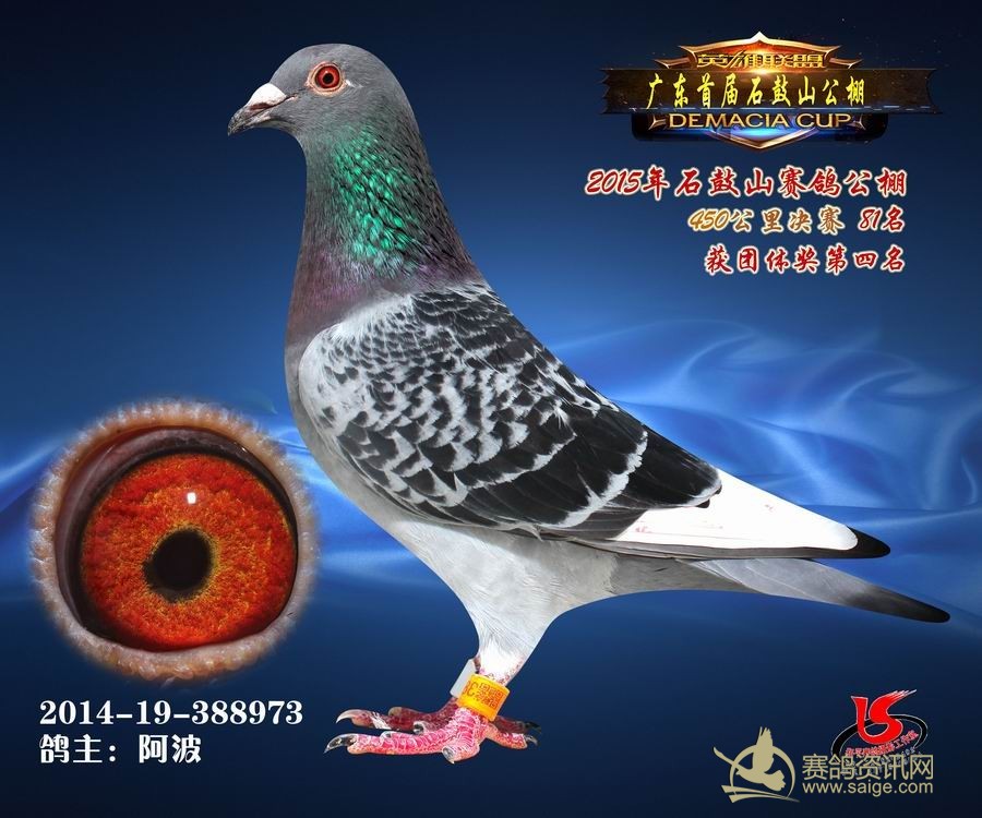 广东汕头石鼓山赛鸽公棚决赛81-90名获奖鸽照片