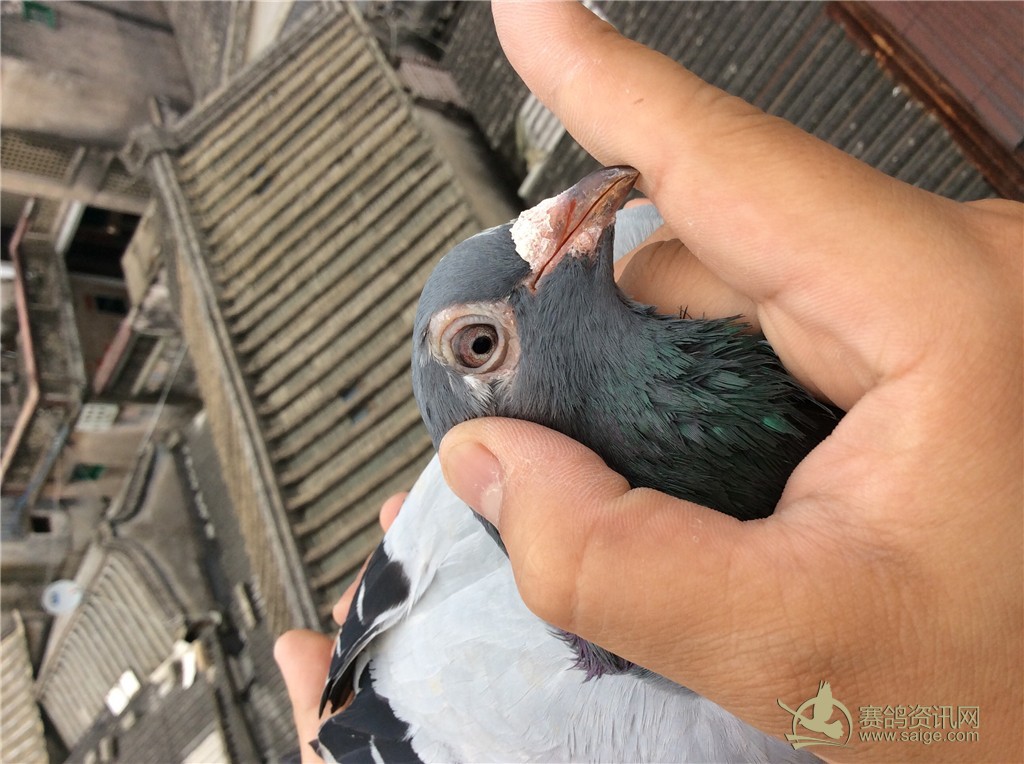 朋友在养鹅场抓到一羽逃笼种鸽(瞄了好多天终