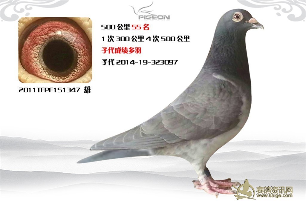 本舍由于房子合同要到期 全部成绩鸽种鸽 幼鸽