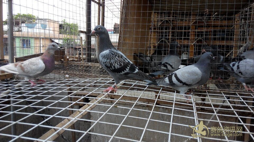 本舍出售幼鸽一批 均是成绩子代 平辈大都飞出