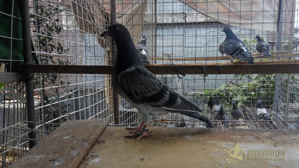 本舍出售幼鸽一批 均是成绩子代 平辈大都飞出