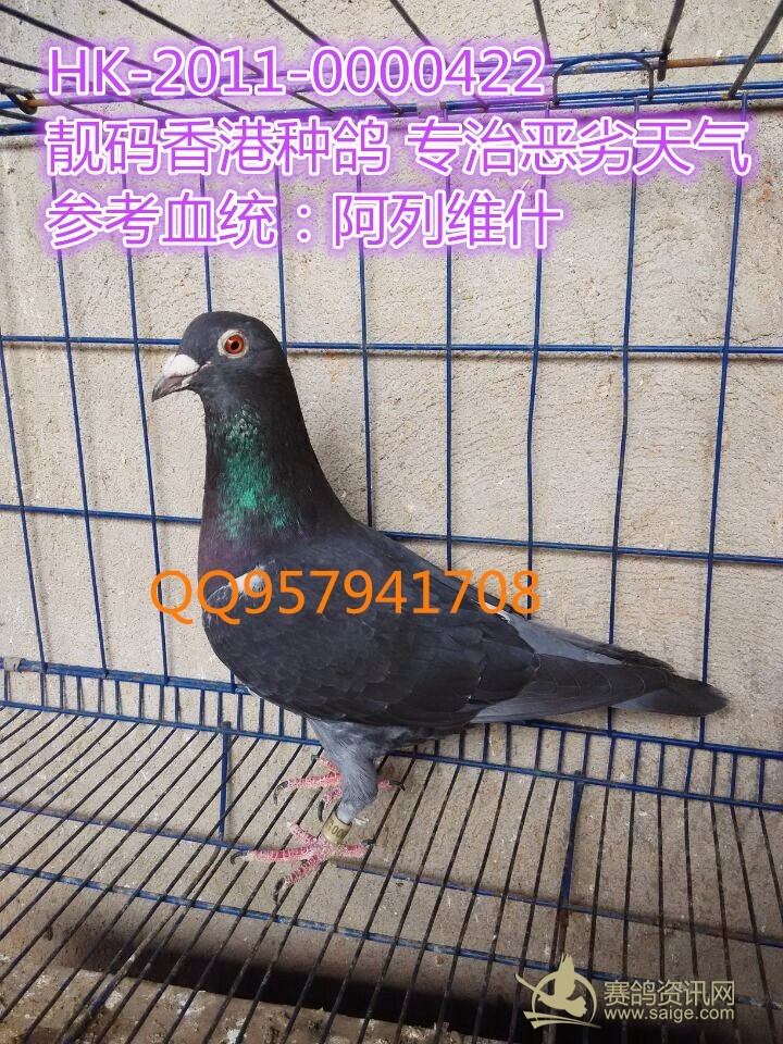 香港黑皮种鸽