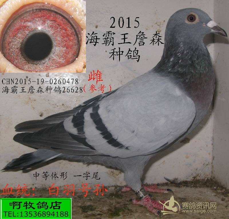 2015海霸王詹森种鸽(血统:白羽号孙)已售