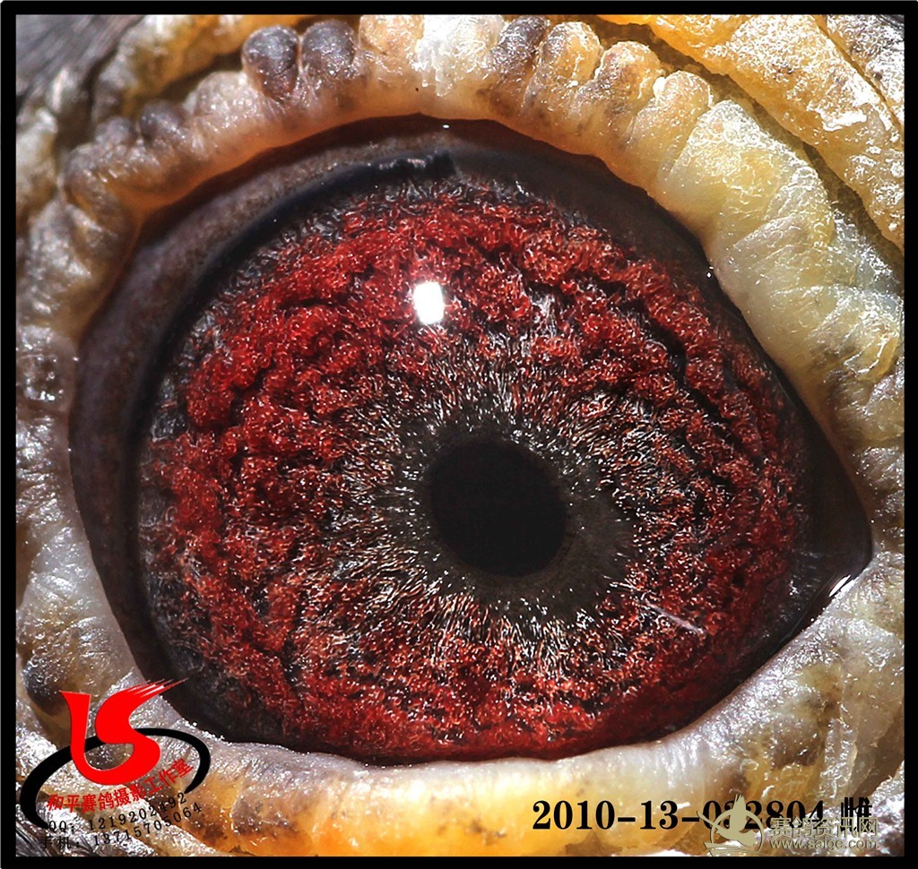 羽漂亮公棚 福州母鸽 紫罗兰砂眼 眼睛通透性好