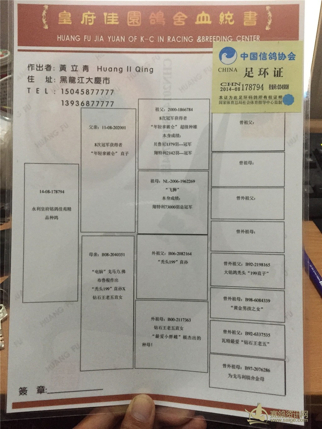 8次冠军获得者 年轻拿破仑直孙 永利皇府鸽苑 原棚种鸽 附带血统书 有