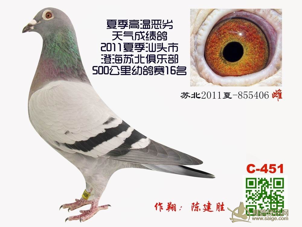 夏季高温恶劣天气成绩鸽-2011夏季汕头市澄海