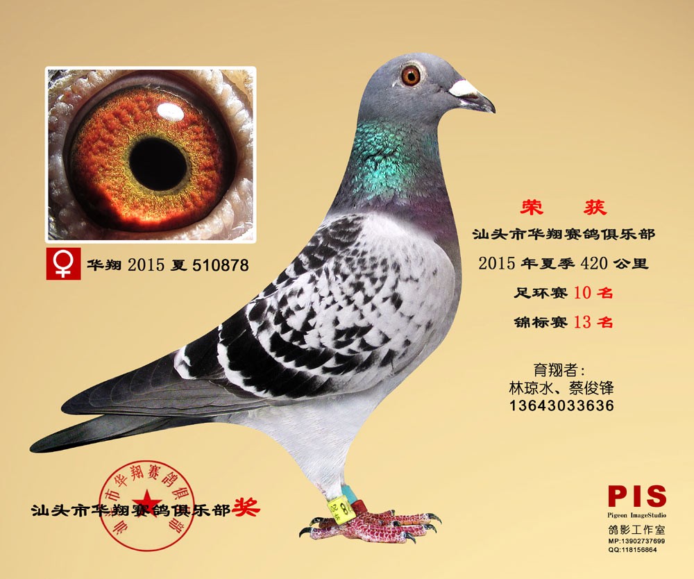2015ͷļʮ ˮ+̿