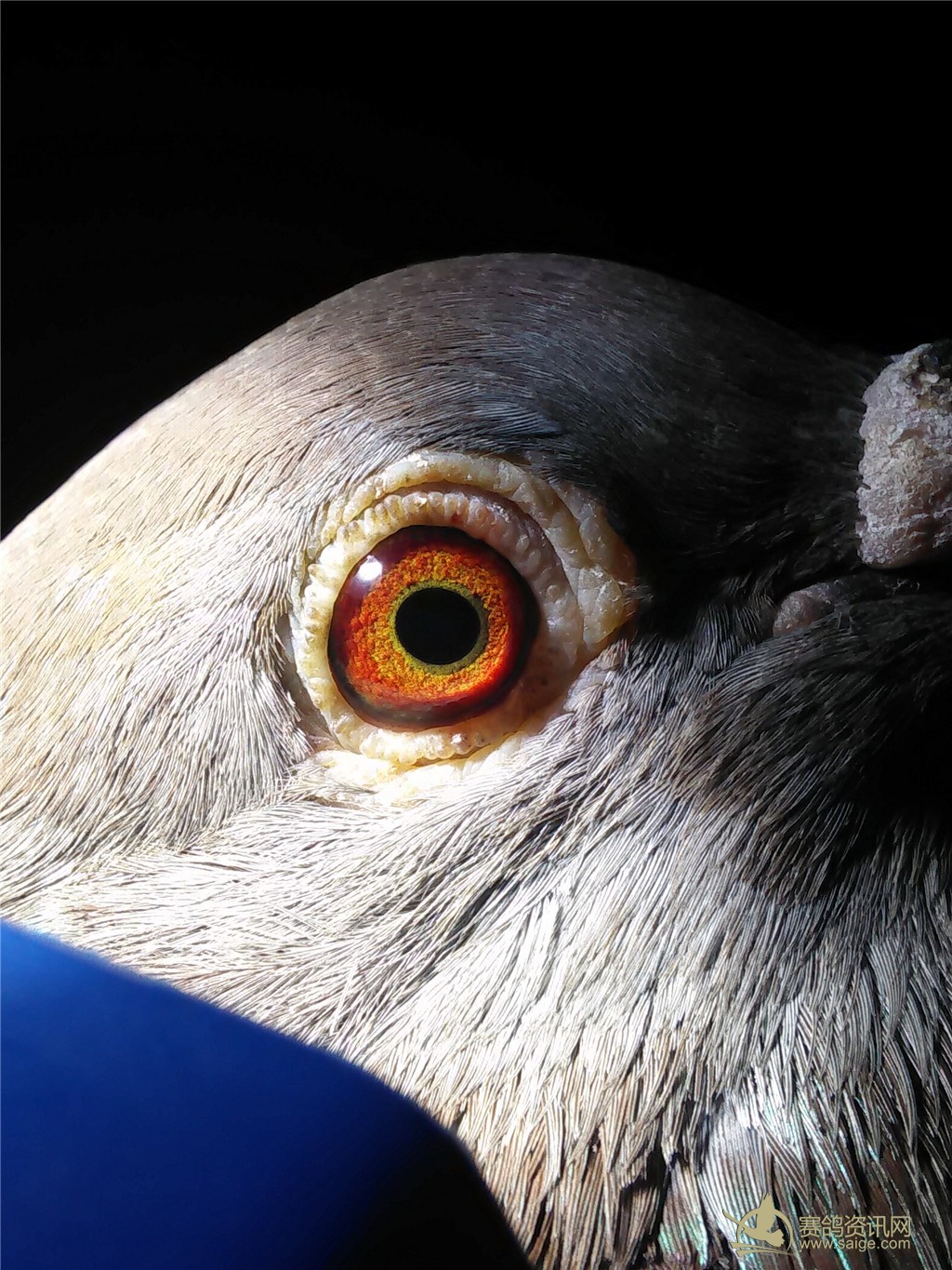 出售2羽鸽子 揭阳15春赛鸽 揭西名家 张优达 博