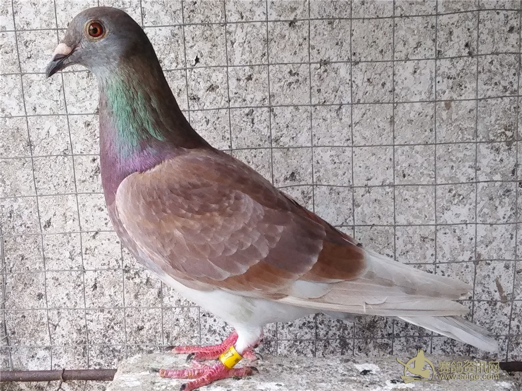 出售2羽鸽子 揭阳15春赛鸽 揭西名家 张优达 博