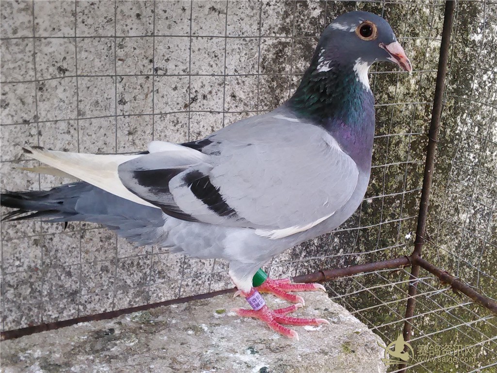 出售2羽鸽子 揭阳15春赛鸽 揭西名家 张优达 博