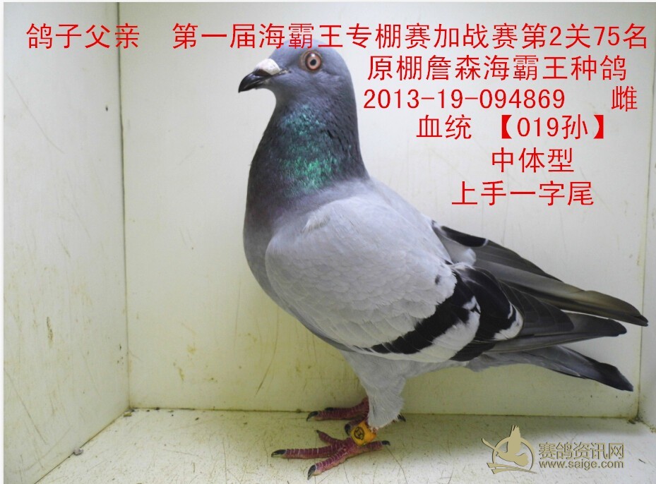 海霸王019_赛鸽资讯网商城