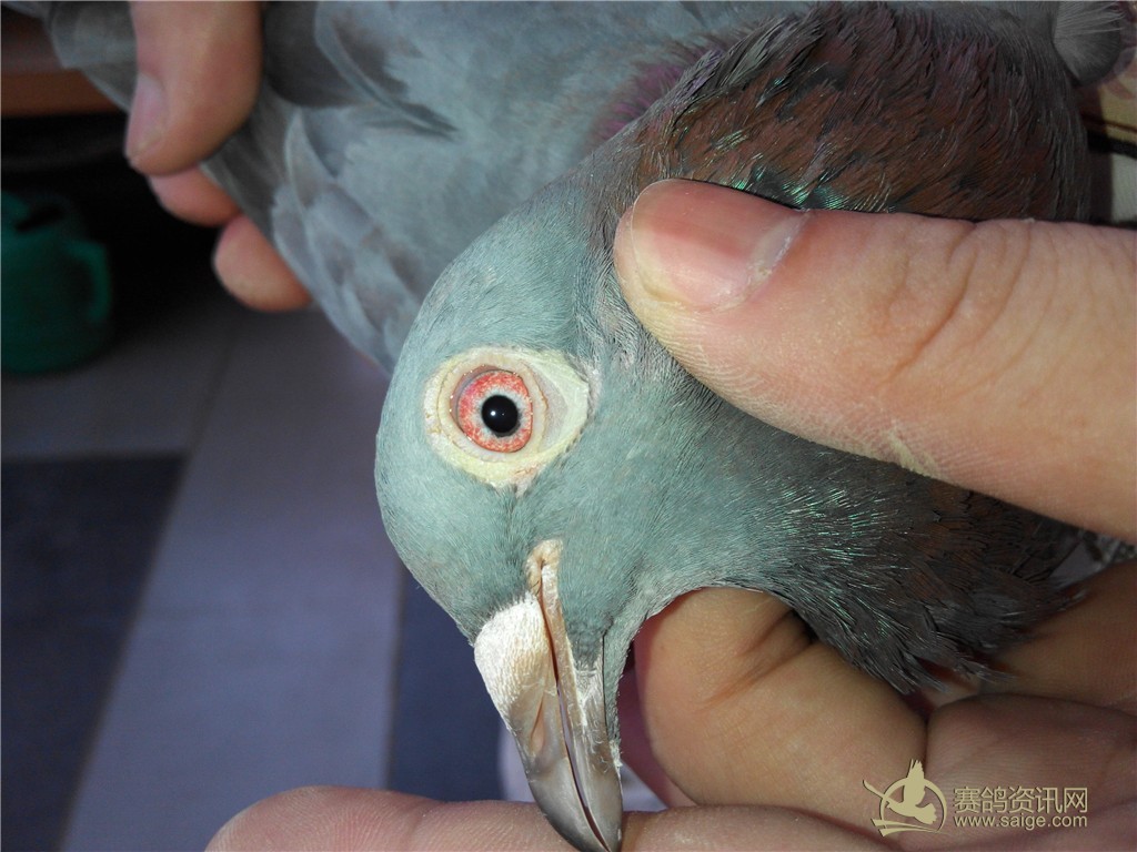 2015福州晋安2014-13-064475超漂亮石板母!高