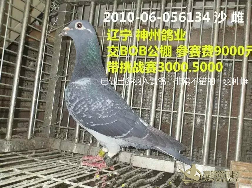辽宁神舟和谐鸽园_赛鸽资讯网商城