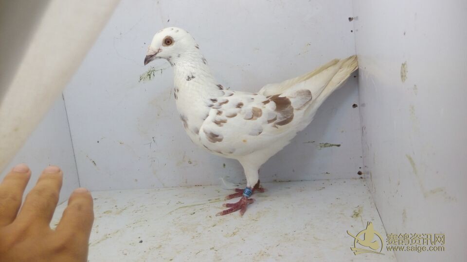 汕头澄俱500KM13春幼鸽大奖赛320770 150元