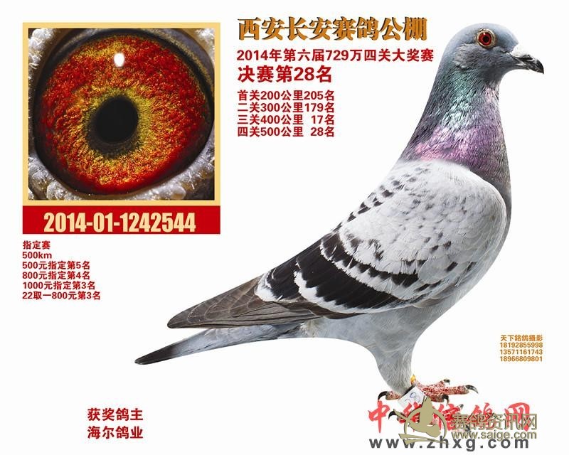 中国·海尔鸽业